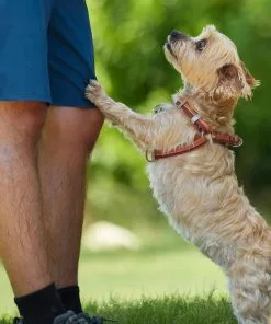 Frisco Outdoor Two Tone Waterproof Stinkproof PVC Harness, Flamepoint Orange, Medium, Neck: 16 to 22-in, Girth: 19 to 29-in + Dog Collar, Flamepoint Orange, Medium - Neck: 14½-20-in, Width: 3/4-in -The Frisco Store 319382 PT4. SY630 V1631149607