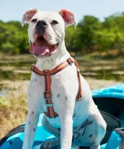 Frisco Outdoor Two Tone Waterproof Stinkproof PVC Harness, Flamepoint Orange,Extra Large, Neck: 22 to 33-in, Girth: 32 to 44-in + Outdoor Two Tone Waterproof Stinkproof PVC Harness, Shadow Purple, Large, Neck: 19 to 27-in, Girth: 23 to 36-in 14 Frisco Outdoor Two Tone Waterproof Stinkproof PVC Harness, Flamepoint Orange,Extra Large, Neck: 22 to 33-in, Girth: 32 to 44-in + Outdoor Two Tone Waterproof Stinkproof PVC Harness, Shadow Purple, Large, Neck: 19 to 27-in, Girth: 23 to 36-in -The Frisco Store 319386 PT3. SY630 V1630619471