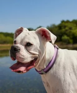 Frisco Outdoor Two Toned Waterproof Stink Proof PVC Collar, Boysenberry Purple, Large, Neck: 18 ½ 26-in, Width: 1-in + Dog Leash, Boysenberry Purple, Large - Length: 6-ft, Width: 1-in -The Frisco Store 319412 PT4. SY630 V1631158329