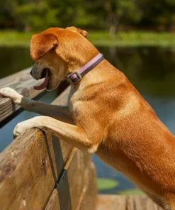 Frisco Outdoor Two Toned Waterproof Stink Proof PVC Collar, Boysenberry Purple, Small - Neck: 10½14-in, Width: 5/8-in + Dog Leash, Boysenberry Purple, Small - Length: 6-ft, Width: 5/8-in -The Frisco Store 319416 PT4. SY630 V1631142398