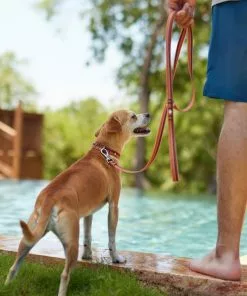 Frisco Outdoor Two Toned Waterproof Stink Proof PVC Collar, Flamepoint Orange, Extra Small, Neck: 8-12-in, Width: 5/8th -in + Dog Leash, Sunset Orange, Small - Length: 6-ft, Width: 5/8-in -The Frisco Store 319418 PT7. SY630 V1631151691