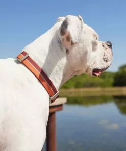 Frisco Outdoor Two Toned Waterproof Stink Proof PVC Collar, Flamepoint Orange, Large, Neck: 18 ½ 26-in, Width: 1-in + Dog Leash, Sunset Orange, Large - Length: 6-ft, Width: 1-in 14 Frisco Outdoor Two Toned Waterproof Stink Proof PVC Collar, Flamepoint Orange, Large, Neck: 18 ½ 26-in, Width: 1-in + Dog Leash, Sunset Orange, Large - Length: 6-ft, Width: 1-in -The Frisco Store 319420 PT4. SY630 V1631143898