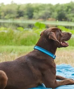 Frisco Outdoor Two Toned Waterproof Stink Proof PVC Collar, River Blue, Medium - Neck: 14½20-in, Width: 3/4-in + Dog Leash, River Blue, Medium - Length: 6-ft, Width: 3/4-in -The Frisco Store 319430 PT4. SY630 V1631155898