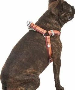 Frisco Outdoor Two Toned Waterproof Stink Proof PVC Leash, Sunset Orange, Medium - Length: 6-ft, Width: 3/4-in + Dog Harness, Flamepoint Orange, Medium, Neck: 16 to 22-in, Girth: 19 to 29-in -The Frisco Store 319448 PT6. SY630 V1631152279