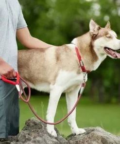 Frisco Outdoor Woven Jacquard Nylon Dog Collar, Flamepoint Orange, Large, Neck: 18 -26-in, Width: 1-in + Ultra Reflective Rope Leash With Padded Handle, Sunset Orange, 6 - ft -The Frisco Store 319462 PT8. SY630 V1631151079