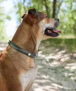 Frisco Outdoor Woven Jacquard Nylon Dog Collar, Forest Green, Large, Neck: 18 -26-in, Width: 1-in + Ultra Reflective Rope Leash With Padded Handle, Stone Gray, 6 - ft -The Frisco Store 319470 PT4. SY630 V1631147489