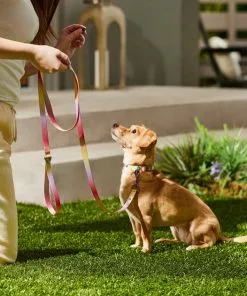 Frisco Pink Ombre Style Dog Leash -The Frisco Store 324523 PT4. SY630 V1642519102