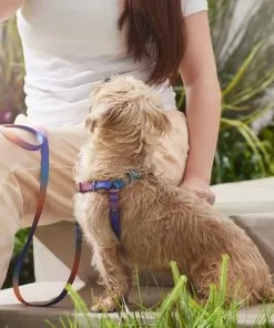 Frisco Purple Ombre Style Dog Harness -The Frisco Store 324526 PT4. SY630 V1642518470