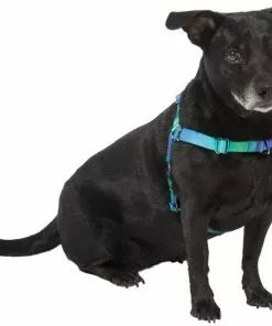 Frisco Green Ombre Style Dog Harness -The Frisco Store 324531 PT2. SY630 V1642519055