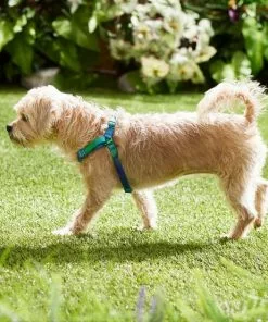 Frisco Green Ombre Style Dog Harness -The Frisco Store 324531 PT4. SY630 V1642519509