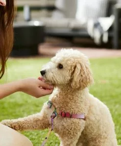 Frisco Pink Ombre Style Dog Harness 11 Frisco Pink Ombre Style Dog Harness -The Frisco Store 324536 PT4. SY630 V1642519596