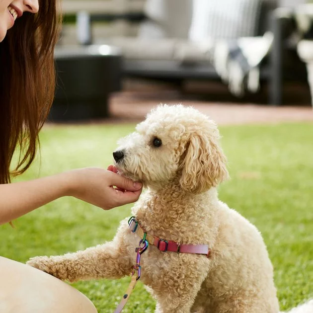 Frisco Pink Ombre Style Dog Harness 7 Frisco Pink Ombre Style Dog Harness - Image 5