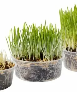 Frisco Natural Cat Grass Growing Kit -The Frisco Store 325885 PT4. SY630 V1640626938