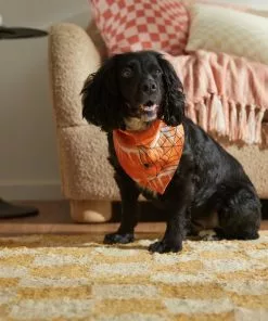 Frisco Orange Spiderweb Dog & Cat Costume Bandana 12 Frisco Orange Spiderweb Dog & Cat Costume Bandana -The Frisco Store 335045 PT6. SY630 V1657731485