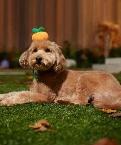 Frisco Pumpkin Headband Dog & Cat Costume Accessory -The Frisco Store 335090 PT6. SY630 V1657731261