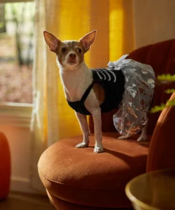 Frisco Silver Metallic Skull Dog & Cat Dress 14 Frisco Silver Metallic Skull Dog & Cat Dress -The Frisco Store 335153 PT7. SY630 V1657719483